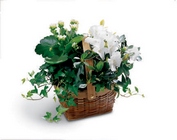 /images/ftd09white/C29-2960S^1lg.jpg White Assortment Basket